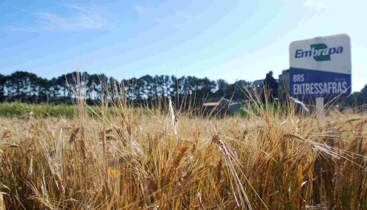 Embrapa cultivares de inverno