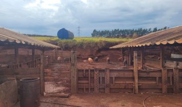 Operação apreende mais de 1t de produtos suínos irregulares em Ribeirão Preto