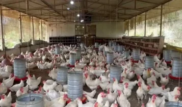 CRIAÇÃO-DE-GALINHAS-ovos-caipiras-foto: Embrapa
