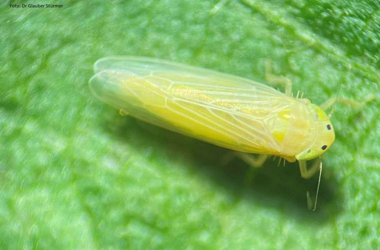 Cigarrinha do milho, Daubulus maidis