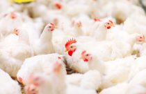 Avicultura: como iniciar uma produção de aves?