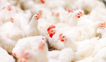 Avicultura: como iniciar uma produção de aves?