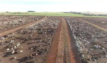 Conheça o confinamento de 44.000 bois que é sucesso no coração de Goiás