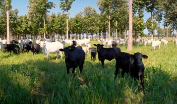 Bezerros são desmamados com quase 300kg e pecuarista mostra como