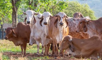 1ª Prova de Produção de Leite Tropical vai desafiar novilhas a produzir leite sem bezerro e sem ocitocina