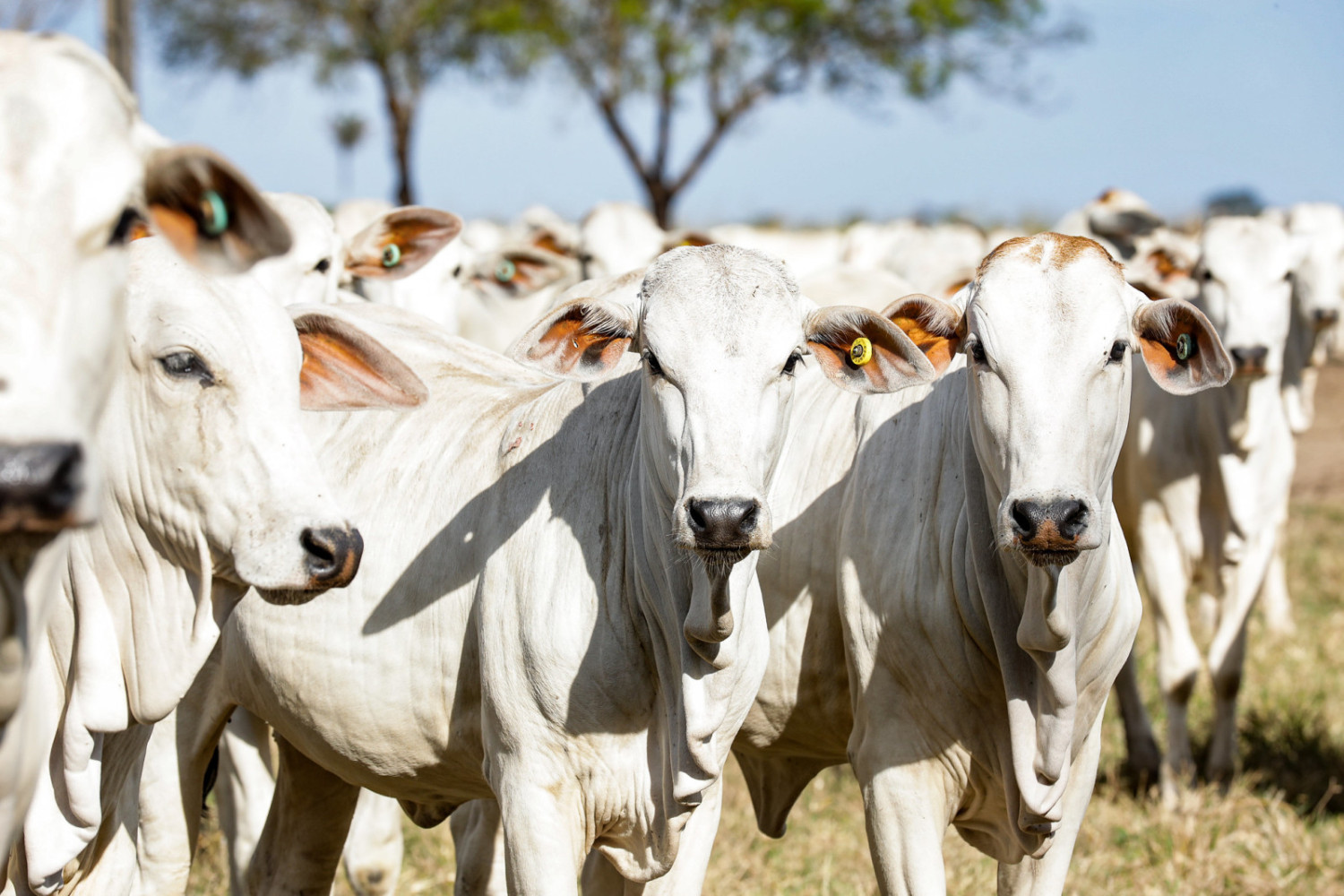 Alcançando 450 kg na fase de terminação do gado: Estratégias para aumento de peso