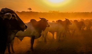 onda de calor - Evolução acelerada ou manipulação perigosa? O que esperar dos bovinos editados para tolerância ao calor