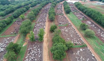Gigante MFG Agropecuaria dá salto tecnológico em confinamento e vira modelo
