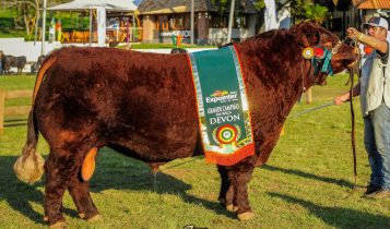 Grande-campeão-devon