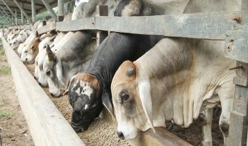 Brahman,Bulls,Having,A,Pallet,Inside,The,Feedlot,Range.