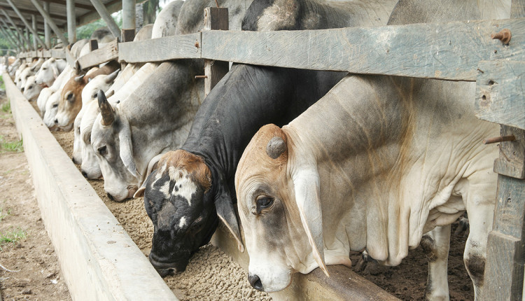 Brahman,Bulls,Having,A,Pallet,Inside,The,Feedlot,Range.