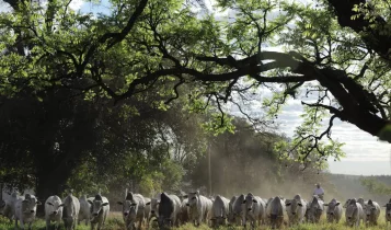 300 touros Nelore CFM à venda no dia 9 de outubro