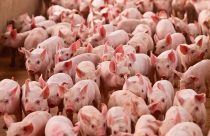Smithfield Foods tem lucro recorde de US$ 248 milhões no 3º trimestre