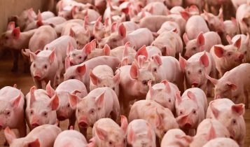 Smithfield Foods tem lucro recorde de US$ 248 milhões no 3º trimestre