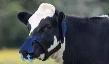 Startup britânica cria máscara para vacas que transforma arroto em vapor de água