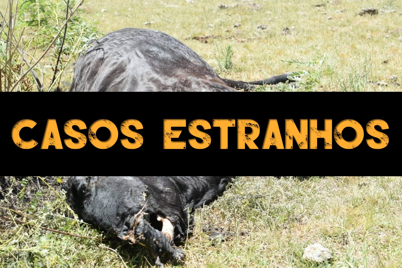 Imagens chocantes mostram como os animais são mortos para uma