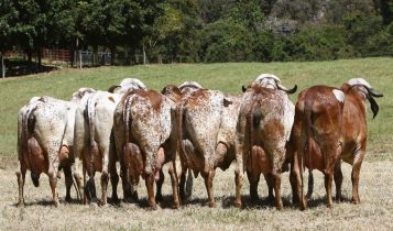 Neste sábado, dia 30, encerra o prazo para inscrição de animais no ExpoLeite 2023