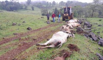 Cinco vacas morrem eletrocutadas durante temporal e passagem de ciclone por SC