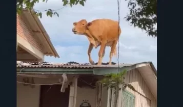 vaca