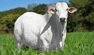 Investidores com maior procura nos contratos futuros de boi gordo com vencimento em dezembro