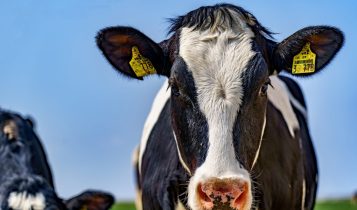 Como reduzir os custos da produção de leite e maximizar seus lucros