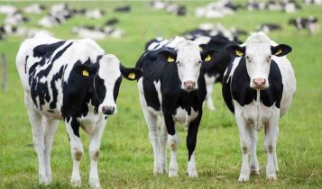 Biomarcadores para identificação precoce de claudicação em vacas leiteiras