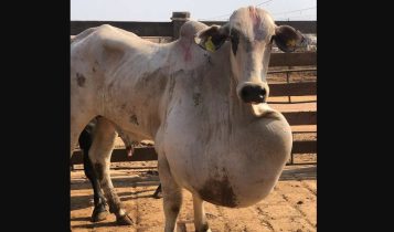 Foto “assustadora”: Doença pode causar morte dos animais; Veja