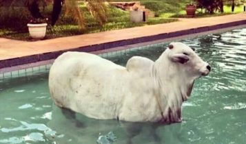 Excesso de calor pode matar o gado; confira dicas para evitar prejuízos