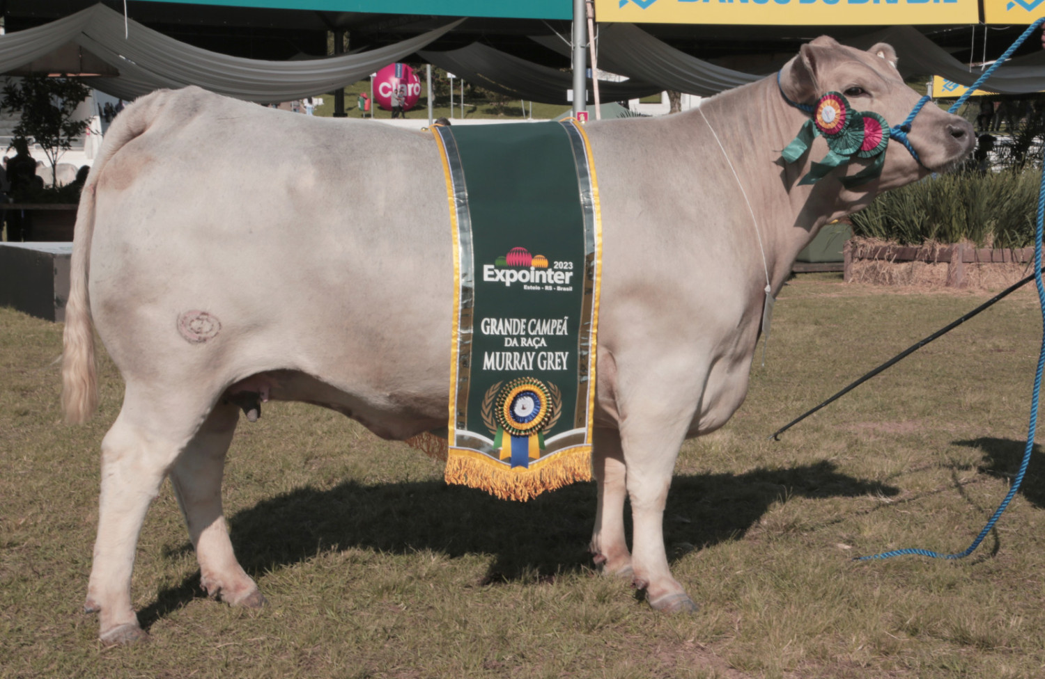 grande campeã murray grey na expointer 2023