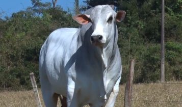 Touro com sangue da “terra mãe do zebu” alcança quase R$ 1 milhão