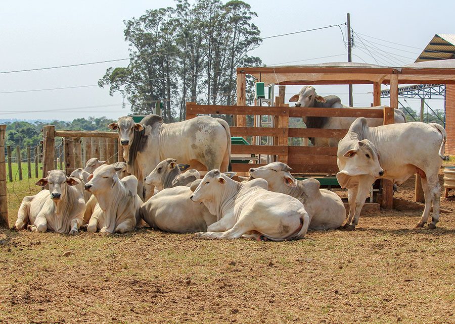 Sombra em Confinamento