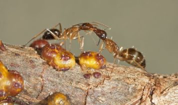 formigas