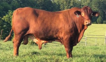 Beefmaster: Conheça o bovino que reúne a genética de três raças