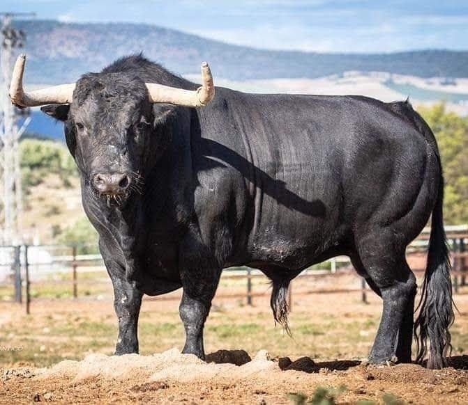 A raça de boi mais furiosa: o Miura