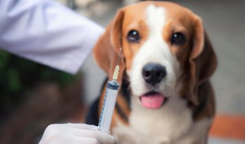 Após 40 anos, capital paulista registra primeiro caso de raiva canina