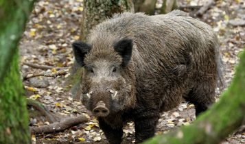 caça de javalis - A praga de ouro: Como o invasor número 1 do agro virou um negócio de US$ 1,3 bilhão