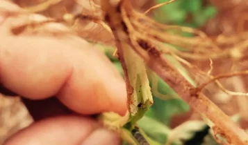 Lagarta elasmo (Elasmopalpus lignosellus), praga que penetra na planta de soja à altura do coloLagarta elasmo (Elasmopalpus lignosellus), praga que penetra na planta de soja à altura do colo