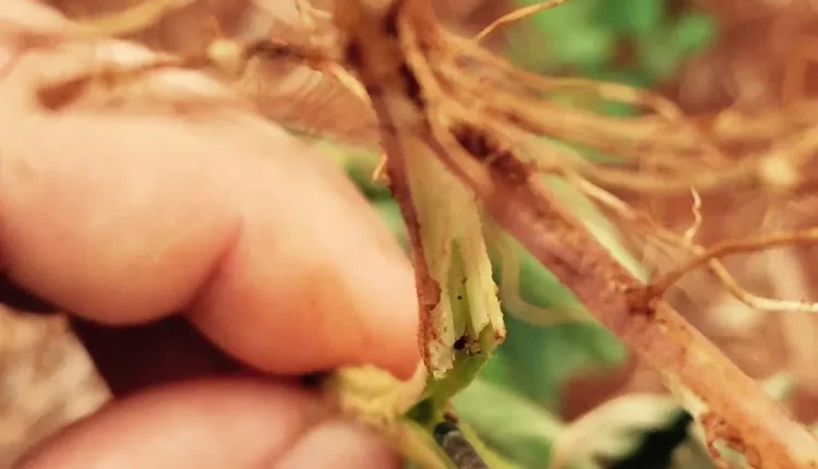 Lagarta elasmo (Elasmopalpus lignosellus), praga que penetra na planta de soja à altura do coloLagarta elasmo (Elasmopalpus lignosellus), praga que penetra na planta de soja à altura do colo