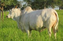 matriz da raca nelore - numero 1 da deltagen - fazenda santanna do apa