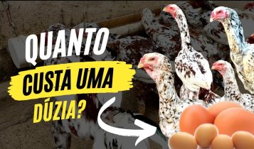 Conheça a galinha que bota ovos de R$ 2.000 a dúzia