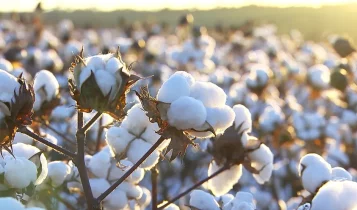 plantio de algodão