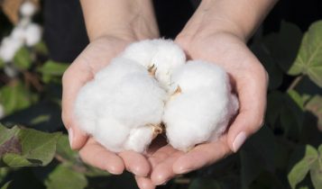 Produtores de algodão