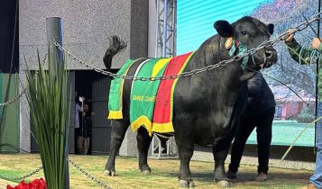 Expointer: Touro é valorizado em R$ 456.000
