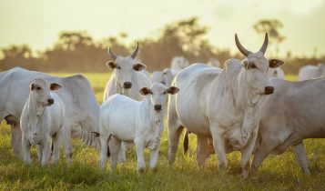 rabanho nelore super precoce