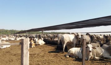Sombra em confinamento melhora a eficiência hídrica e nutricional