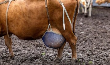 Essa abordagem de colocar sutiãs em vacas tem despertado curiosidade e questionamentos sobre os motivos por trás dessa iniciativa.