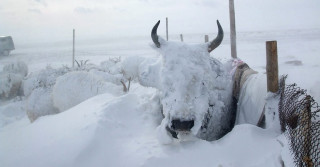 Frio chegando: Alerta aos pecuaristas sobre cuidados com rebanhos e pastagens