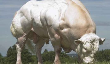 Conheça; Belgian Blue, a raça de boi mais musculosa do mundo