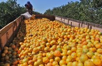 cinturão citrícola