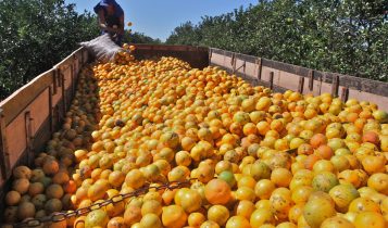 cinturão citrícola